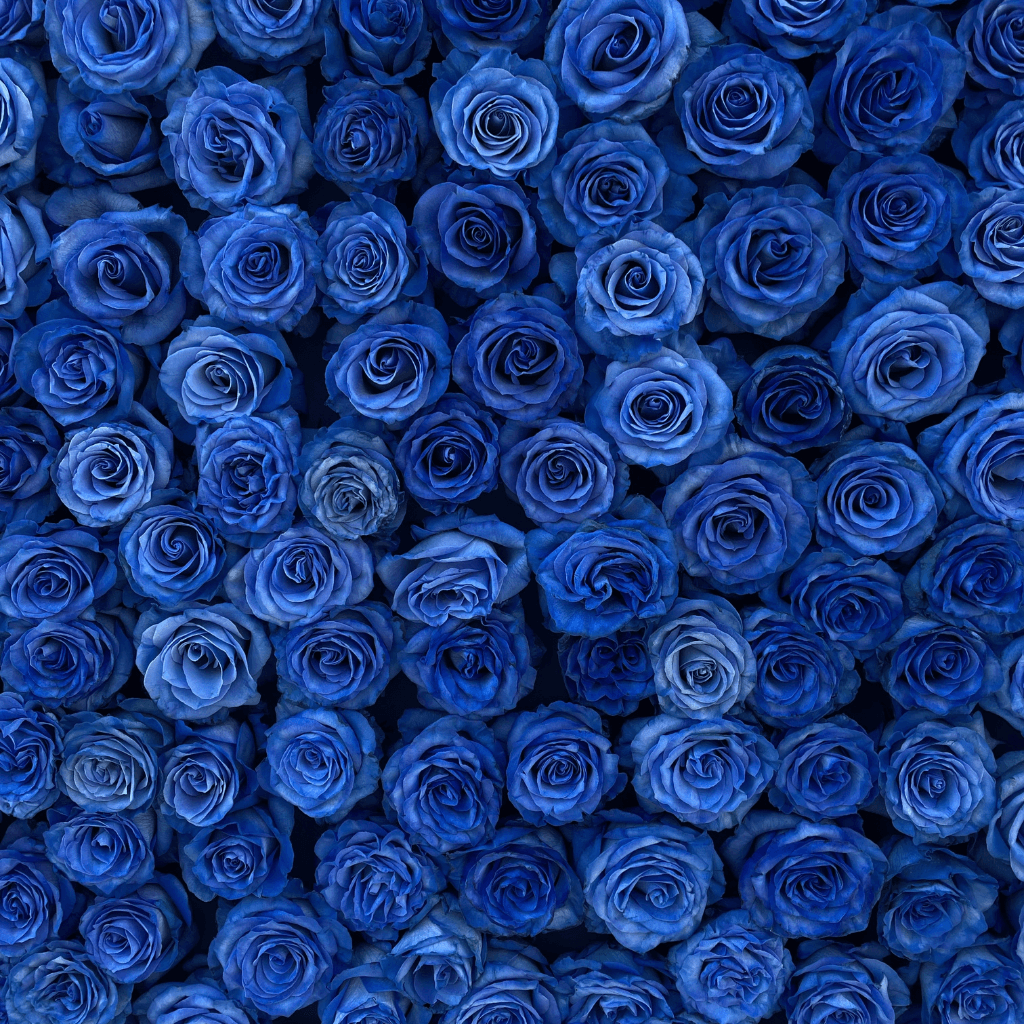 Rosas azules dia del amor