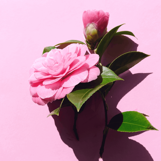 Tips para sacar provecho a las compras de las temporadas de fiestas desde black friday, cyber monday, navidad, finde año, reyes y rebajas 2025