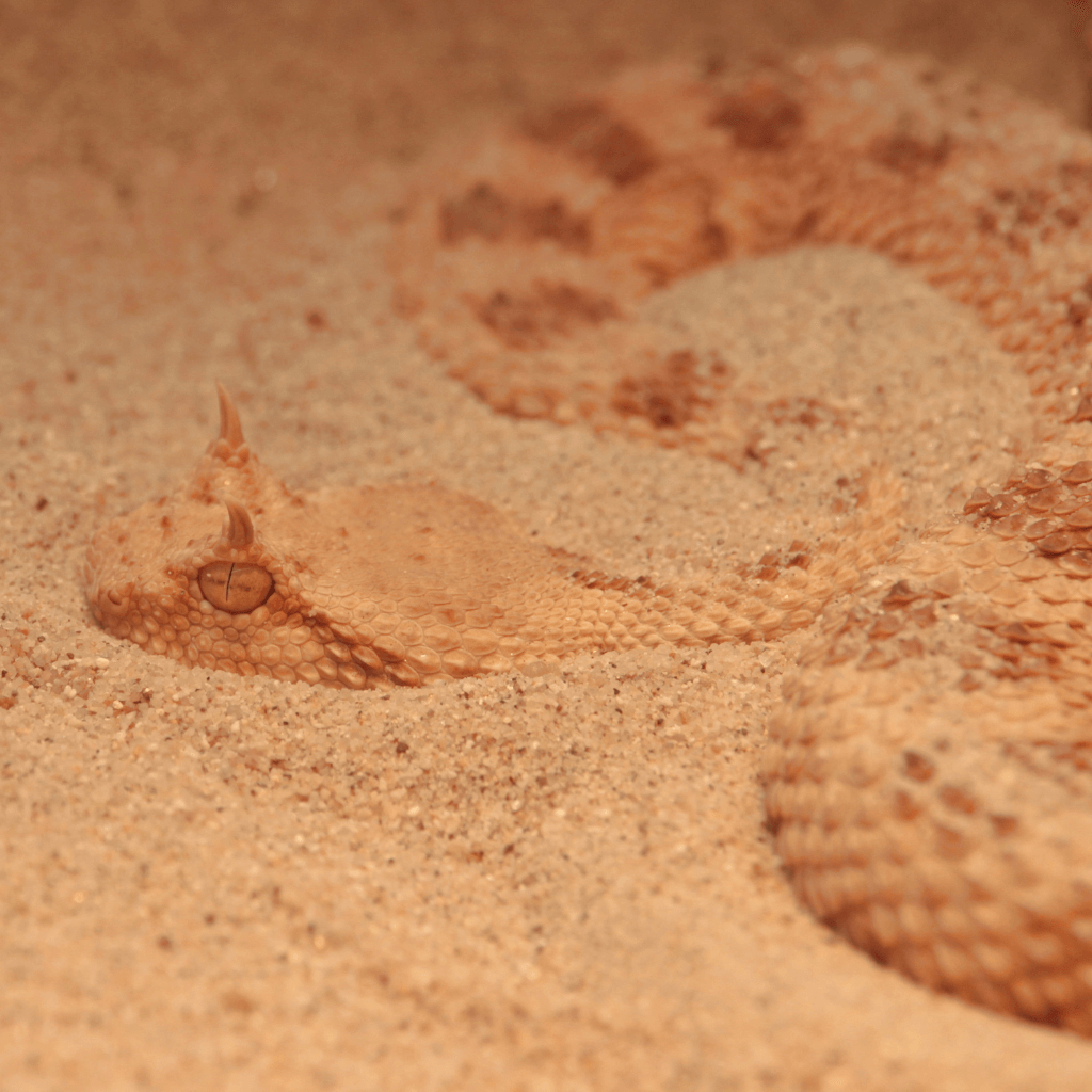 Imagen representativa del Año Nuevo Chino 2025 con la Serpiente de Madera, símbolo de transformación, sabiduría y renacimiento.