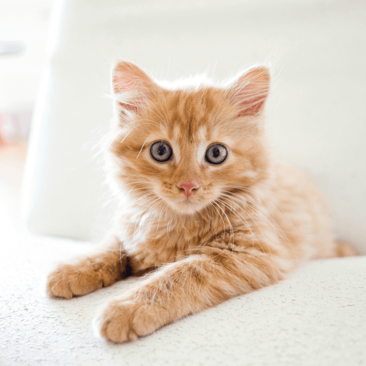 Gatito en un mueble con fondo blanco