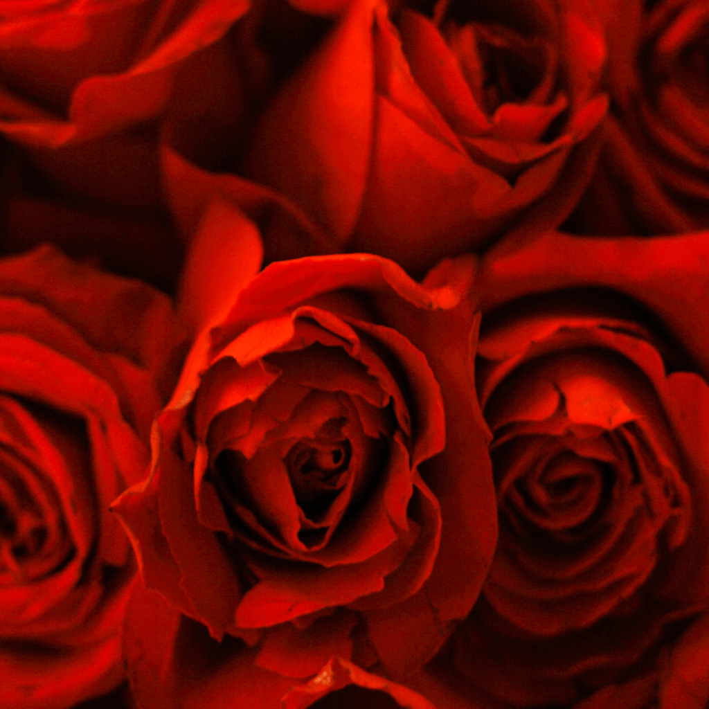 Rosas rojas para san valentin joyas