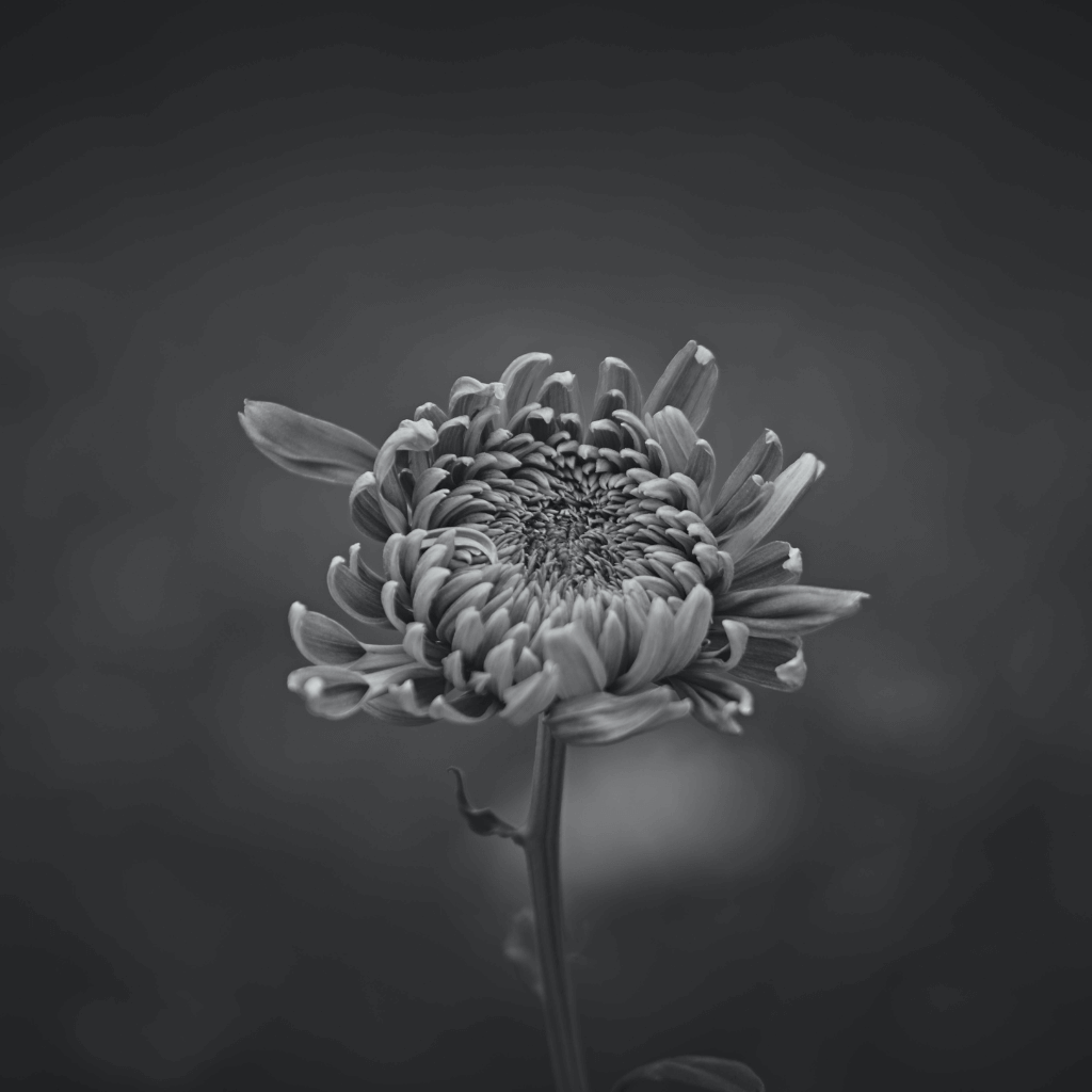 Portada ArticuloBlog Amor